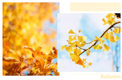 當(dāng)家居邂逅黃色系，精彩紛呈